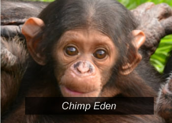 Chimp Eden