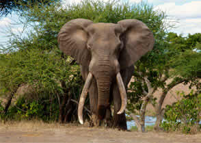 Big 5 Kruger National Park