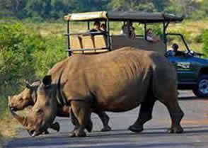 Rhino Kruger National Park