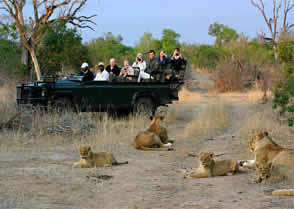 Day drives and night drives in Kruger National Park