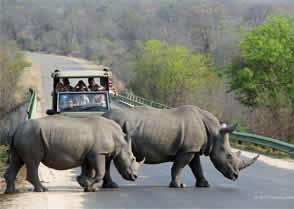 View Big 5 at Kruger National Park